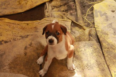 Suçüstü Yakalandı: Oynayan Yavrular