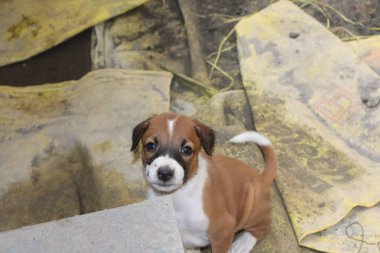 Suçüstü Yakalandı: Oynayan Yavrular