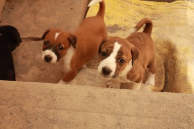 Suçüstü Yakalandı: Oynayan Yavrular