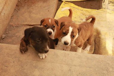 Suçüstü Yakalandı: Oynayan Yavrular