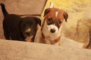 Suçüstü Yakalandı: Oynayan Yavrular