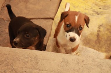 Suçüstü Yakalandı: Oynayan Yavrular