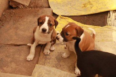 Suçüstü Yakalandı: Oynayan Yavrular
