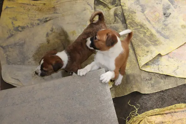 Suçüstü Yakalandı: Oynayan Yavrular