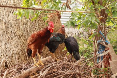 Horoz ve Tavuk Kırsal Bölge Çiftliğinde Özgürce Dolaşıyor