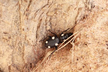 Beyaz Arkaplanda Siyah Böceğin Yakın Çekimi