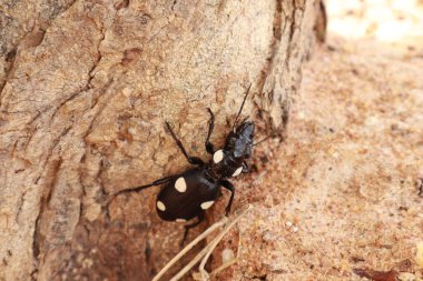 Beyaz Arkaplanda Siyah Böceğin Yakın Çekimi