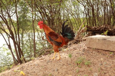 Horoz ve Tavuk Kırsal Bölge Çiftliğinde Özgürce Dolaşıyor
