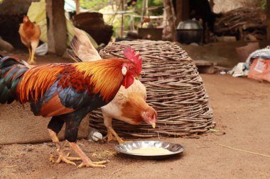 Horoz ve Tavuk Kırsal Bölge Çiftliğinde Özgürce Dolaşıyor