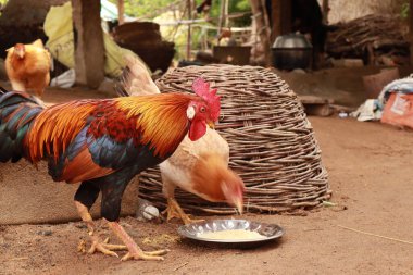 Horoz ve Tavuk Kırsal Bölge Çiftliğinde Özgürce Dolaşıyor