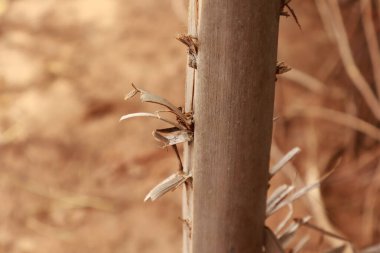 Ağaçta çam kozalakları