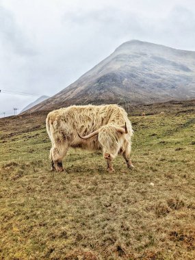 Görkemli bir İskoç ineği manzaralı kırsalda duruyor..