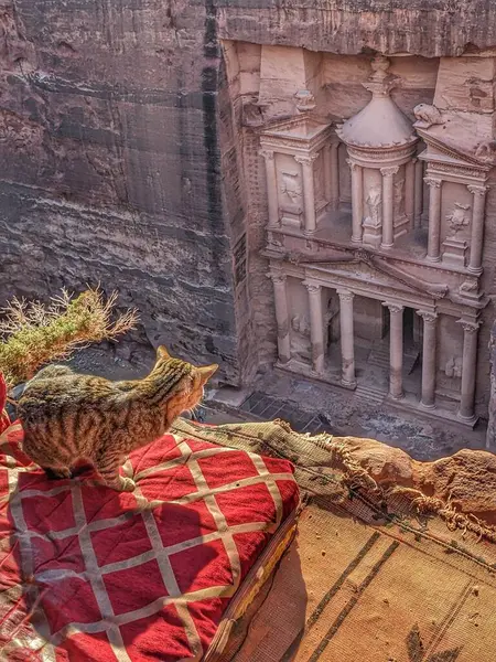 Ürdün Petra 'daki heybetli hazineye bakan meraklı bir kedi..