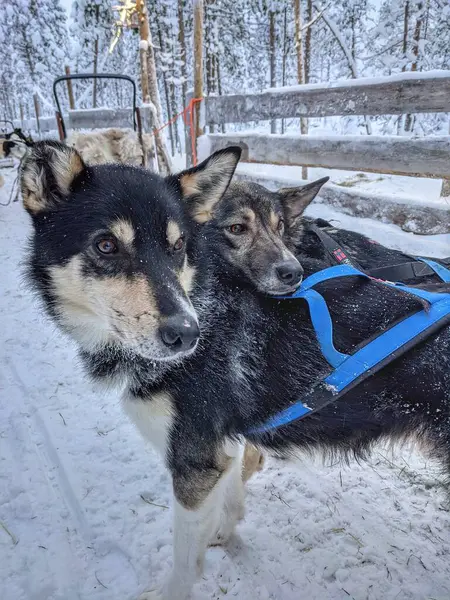 Kızak köpekleri karlı doğada bir sonraki maceralarını sabırsızlıkla bekliyorlar..