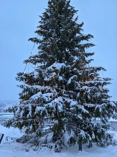 Rovaniemi 'de güzel dekore edilmiş bir Noel ağacı, Laponya' nın şenlikli kutlamalarının kalbi..