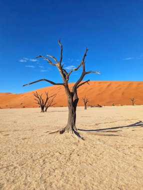 Namib-Naukluft Ulusal Parkı, Namibya 'daki Sossusvlei' nin çarpıcı kırmızı kumulları dramatik bir çöl manzarası yaratıyor..