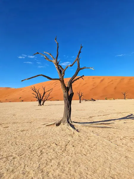 Namib-Naukluft Ulusal Parkı, Namibya 'daki Sossusvlei' nin çarpıcı kırmızı kumulları dramatik bir çöl manzarası yaratıyor..