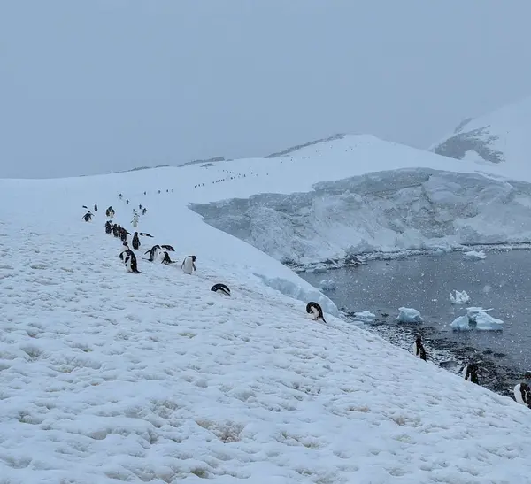 Antarktika 'nın buzlu arazisinde yürüyen penguenlerin büyüleyici bir görüntüsü bu uzak bölgenin eşsiz vahşi yaşamını vurguluyor..