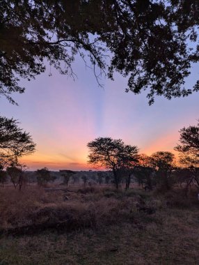 Serengeti, Tanzanya 'daki vahşi bir kamp alanından nefes kesici bir gün doğumu manzarası sabahın erken saatlerinde Afrika' nın vahşi doğasının dingin güzelliğini yakalıyor..