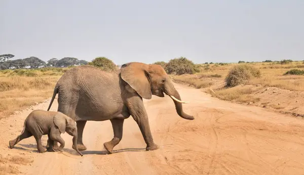 Serengeti 'de bir fil, bu ikonik Afrika bölgesinin görkemli yaban hayatını ve doğal güzelliğini sergileyerek kirli bir yoldan geçer..