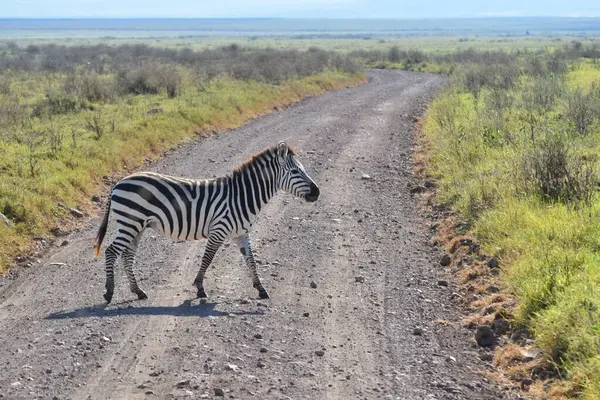 Kenya, Maasai Mara 'da toprak yoldan geçen bir zebra..
