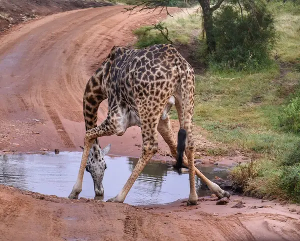 Kenya, Maasai Mara 'daki su birikintisinden su içen bir zürafa..