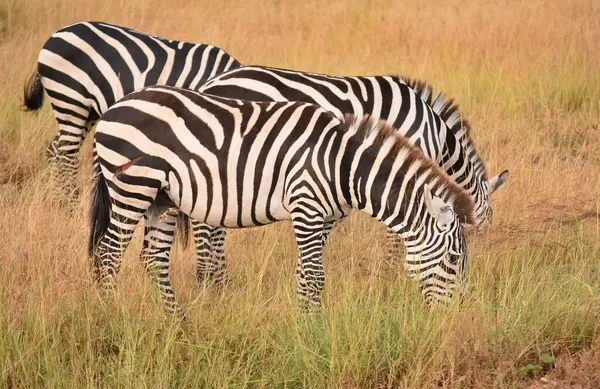 Serengeti, Tanzanya 'da iki zebra otluyor..