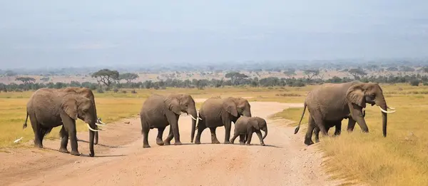 Kenya 'daki Amboseli Ulusal Parkı' nda bir fil sürüsü.