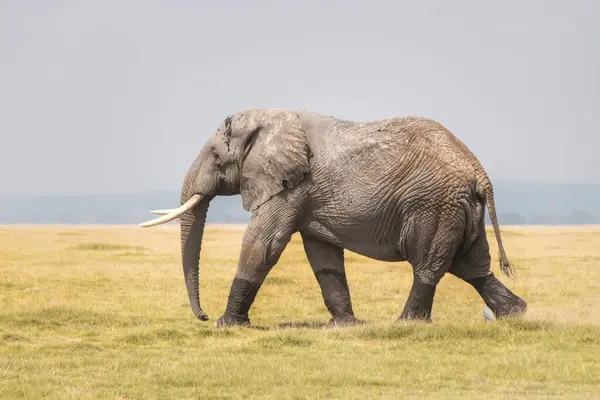 Serengeti, Tanzanya 'da yalnız bir fil.