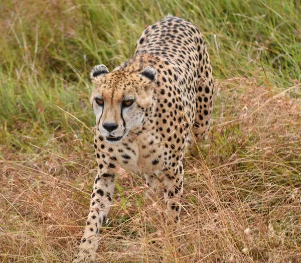Kenya, Masai Mara 'da sinsice dolaşan bir çita..