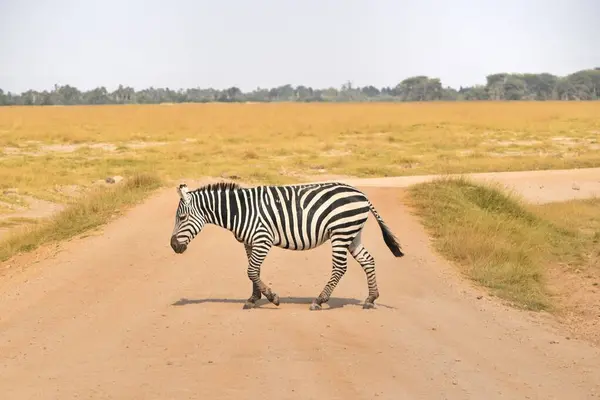 Kenya, Maasai Mara 'da toprak yoldan geçen bir zebra..