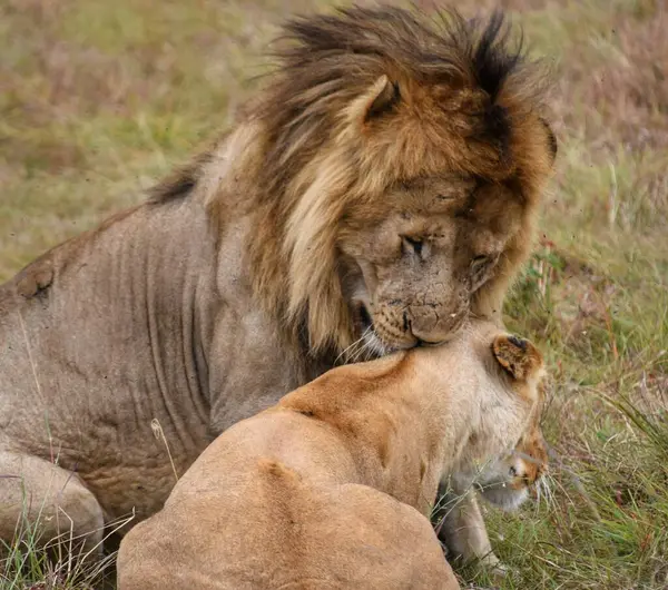 Kenya, Masai Mara 'da iki aslan Afrika' nın doğal ortamını gösteriyor..