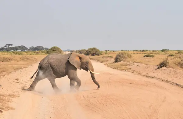 Serengeti, Tanzanya 'da toprak yoldan geçen yalnız bir fil..