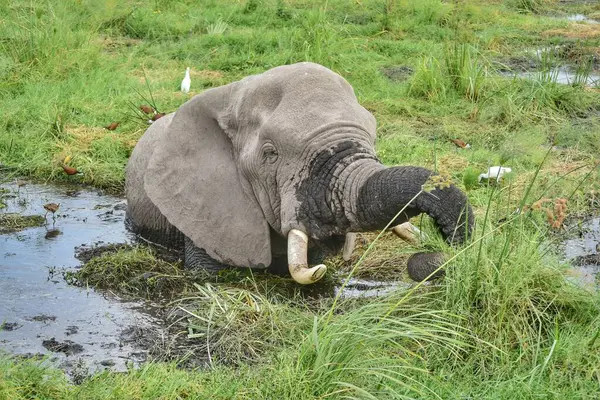 Kenya 'daki Amboseli Ulusal Parkı' nda bir fil serinliyor..