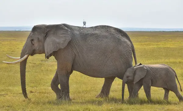 Serengeti, Tanzanya 'da iki fil birlikte yürüyor..