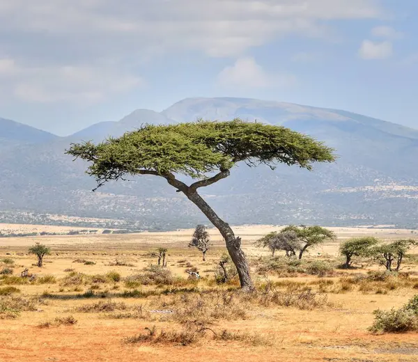 Serengeti, Tanzanya 'da dimdik duran yalnız bir akasya ağacı..