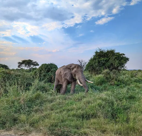 Tanzanya 'daki Serengeti Ulusal Parkı' nda özgürce dolaşan görkemli bir fil..