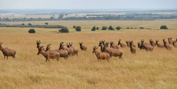 Bir antilop sürüsü Serengeti, Tanzanya 'nın geniş ovalarında otluyor.
