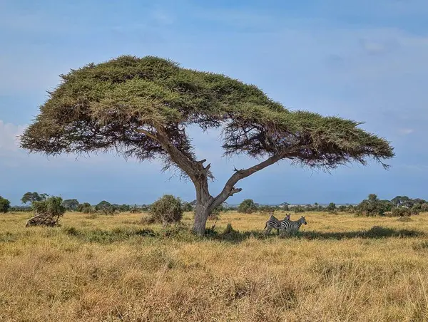 Zebralar Serengeti, Tanzanya 'nın açık ovalarında berrak mavi bir gökyüzünün altında gezinirler.