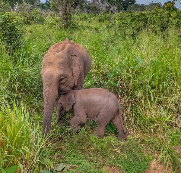 Bir çift fil, doğayla çevrili Sri Lanka 'daki Yala Ulusal Parkı' nın yemyeşil bahçesinde otluyor..