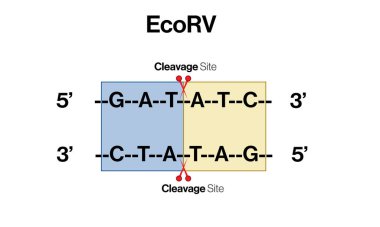 EcoRV Tanıma Dizilerinin Detaylı Vektör İllüstrasyonu: Beyaz Arkaplanda Moleküler Biyoloji ve Genetik Mühendisliği