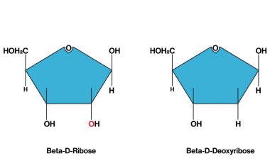 Beta D Ribose ve Beta D Deoxy Ribose 'un Biyokimya, Moleküler Biyoloji ve Beyaz Arkaplan üzerine Sağlık Bilimi Eğitimi Yapısının Detaylı ve Etiketli Vektör İllüstrasyonu