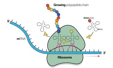 Ayrıntılı Çeviri Mekanizması: Ribosome, tRNA, mRNA Etkileşimleri & Protein Sentezi, Moleküler Biyoloji Eğitimi için Vektör İllüzyonu, Beyaz Arkaplan