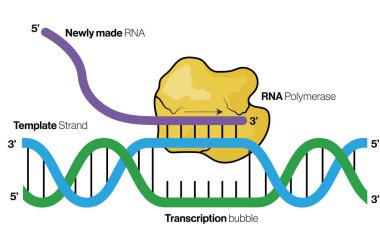 Transkripsiyon Sürecinin Detaylı Vektör İllüstrasyonu: DNA 'dan RNA' ya, Moleküler Biyoloji Eğitimi, Genetik, Beyaz Arkaplan Biyokimya Konsepti