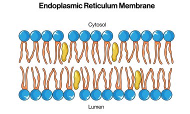 Beyaz Arkaplanda Biyokimya, Moleküler Biyoloji ve Sağlık Bilimi Eğitimi için Endoplazmik Retikulum Membrane Yapısı Detaylı Vektör İlülasyonu