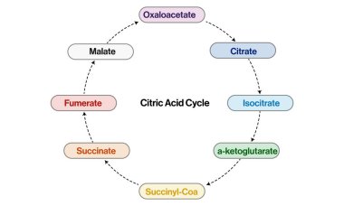 Detailed Citric Acid Cycle Pathway: Vector Illustration for Biochemistry, Molecular Biology, Health Science Education on White Background clipart