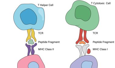 Antijenin T Hücresi Tanınması: Beyaz Arkaplanda Hücresel Alıcılar ve Bağışıklık Tepkisi Mekanizmalarının Detaylı Vektör Resmedilmesi