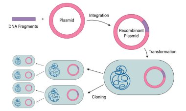 Recombinant DNA Teknoloji Mekanizması: Moleküler Biyoloji Eğitimi için Bakteriyel Yeniden Oluşturma Plasmid İnşaatı Detaylı Vektör İlülasyonu, Beyaz Arkaplan
