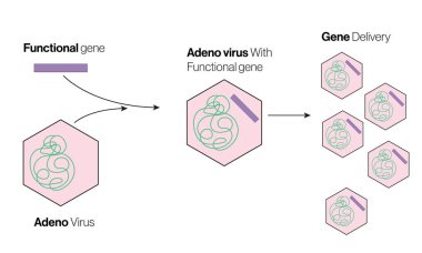Adeno Virüsü 'nün Mekanizması Genetik Mühendisliği ve Beyaz Arkaplan üzerine Tıbbi Araştırmalar İçin Detaylı Vektör İlülasyonu