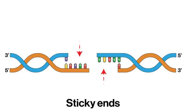 stock vector Detailed and Labeled Vector Illustration of Sticky End DNA After Digestion for Molecular Biology and Genetic Engineering Education on White Background